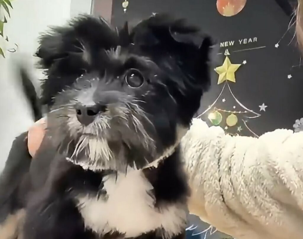 From Streets to Sweet Dreams: The Journey of a Puppy to Her Forever Home