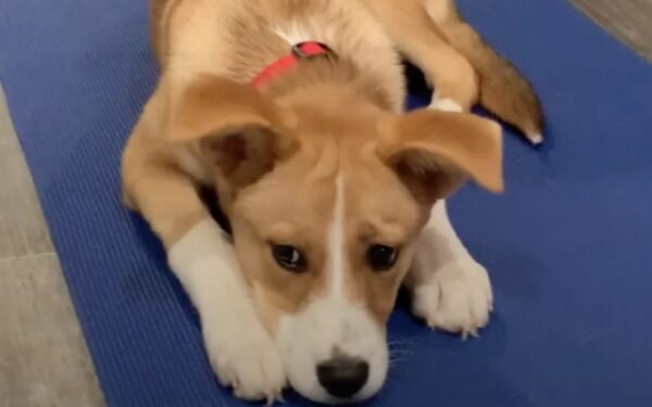 From Tears to Joy: Discover How a Desperate Shelter Puppy Found Her Forever Home-1