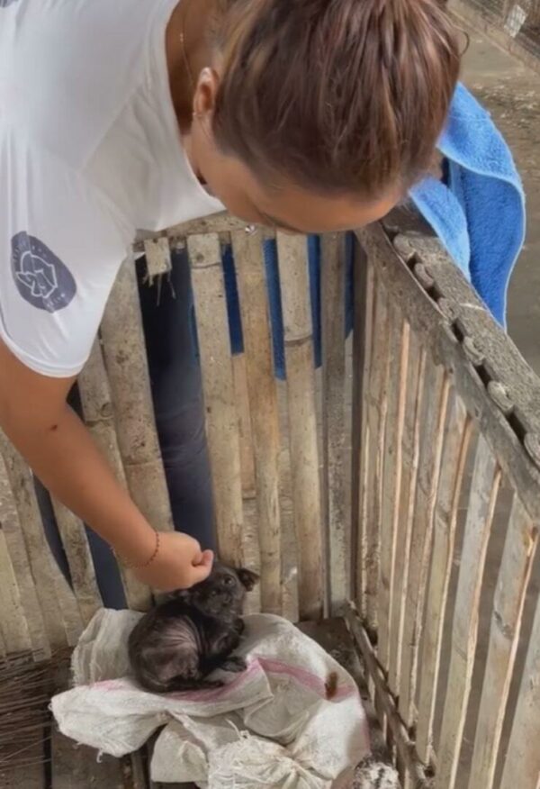 From Tragic to Magic: The Astonishing Rescue of a Puppy from a Rice Bag-1