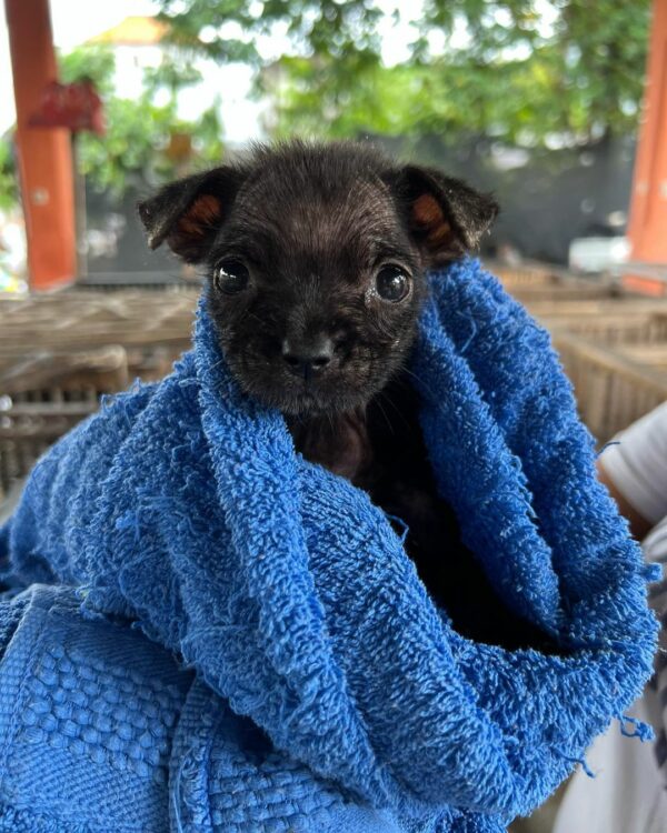 From Tragic to Magic: The Astonishing Rescue of a Puppy from a Rice Bag-1