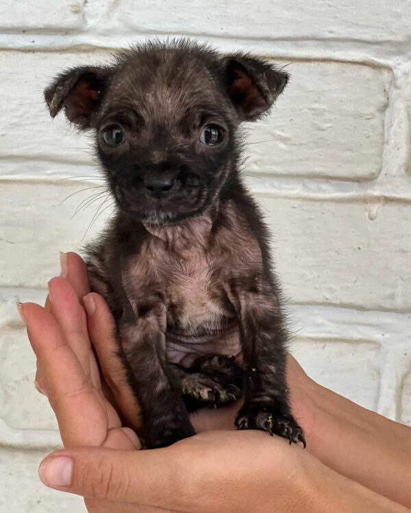 From Tragic to Magic: The Astonishing Rescue of a Puppy from a Rice Bag-1