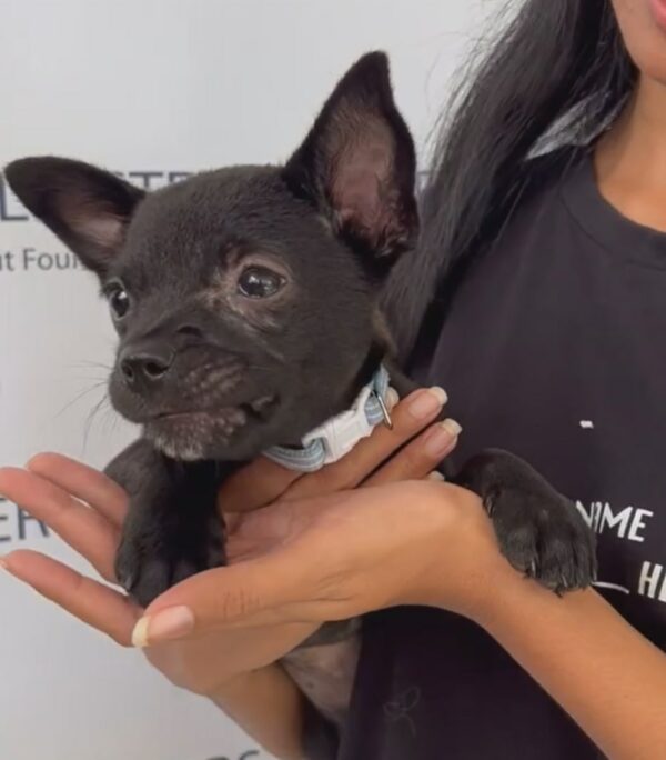 From Tragic to Magic: The Astonishing Rescue of a Puppy from a Rice Bag-1