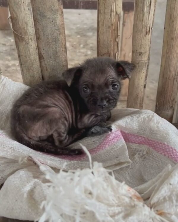 From Tragic to Magic: The Astonishing Rescue of a Puppy from a Rice Bag-1