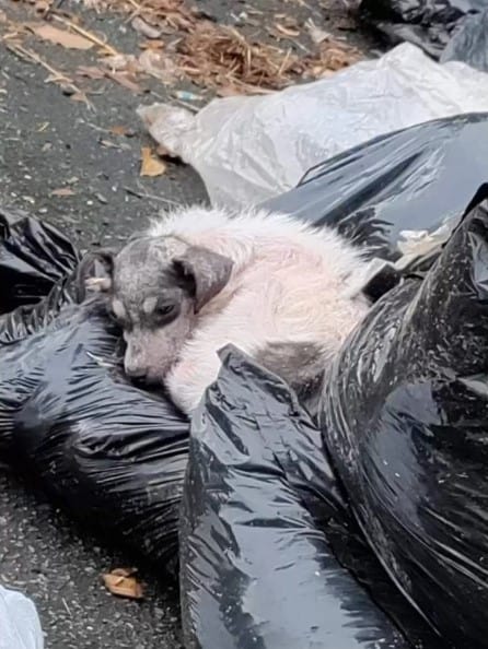 From Trash to Treasure: The Incredible Transformation of a Stray Pup-1