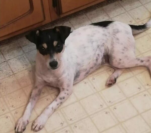 From Trash to Treasure: The Incredible Transformation of a Stray Pup-1