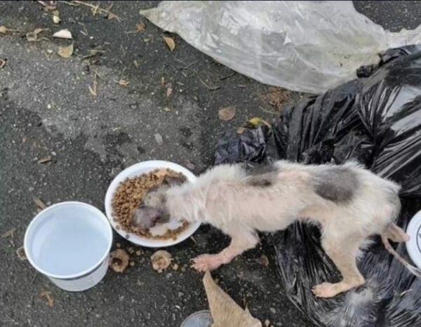 From Trash to Treasure: The Incredible Transformation of a Stray Pup-1