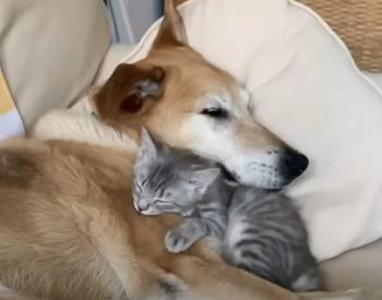 Guardian Growls: La improbable historia del protector sobre el cuidado felino-1