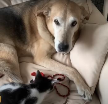 Guardian Growls: La improbable historia del protector sobre el cuidado felino-1