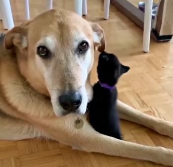 Guardian Growls: La improbable historia del protector sobre el cuidado felino-1
