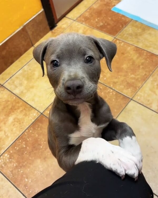 Heartfelt Tale of a Puppy Left Waiting at the Vet: Will He Find a Forever Home?-1