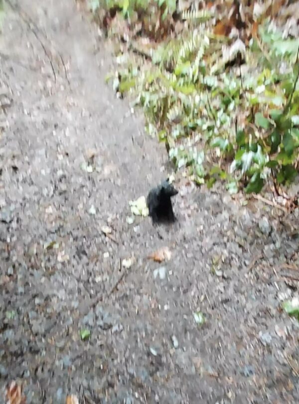 Hiker's Unexpected Discovery in the Woods Will Leave You Speechless-1