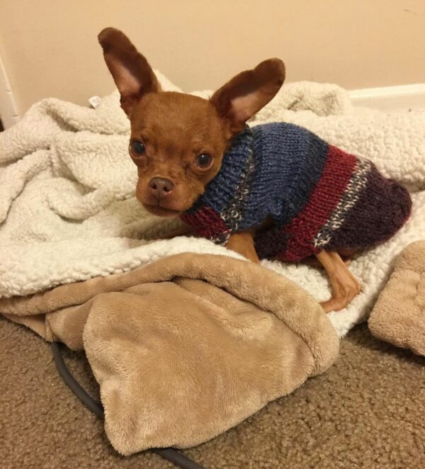 How One Tiny Dog's Life Was Saved Against All Odds-1