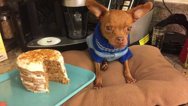 How One Tiny Dog's Life Was Saved Against All Odds-1