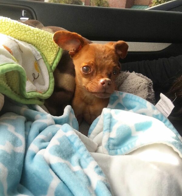 How One Tiny Dog's Life Was Saved Against All Odds-1