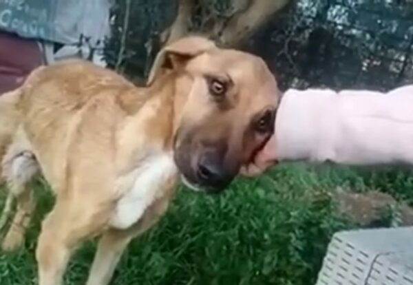 Incredible Rescue: The Journey of a Puppy from Despair to Hope-1