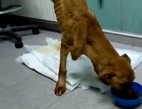 Incredible Rescue: The Journey of a Puppy from Despair to Hope-2
