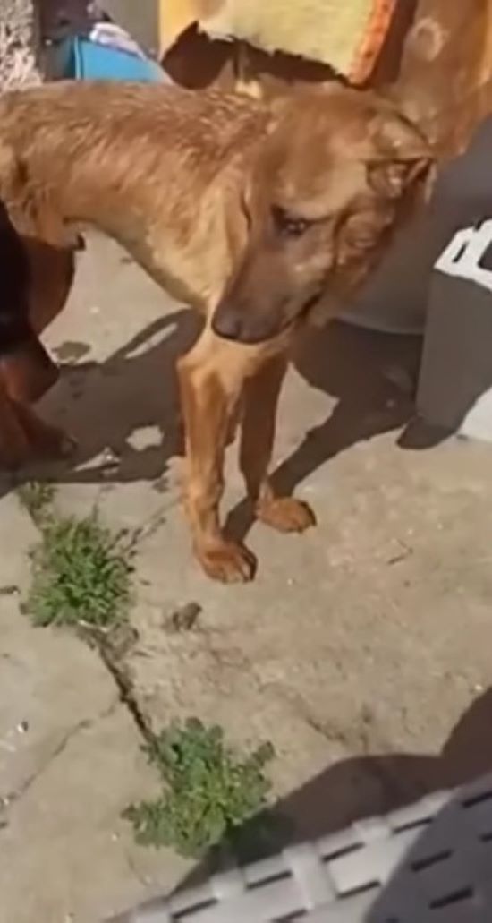 Incredible Rescue: The Journey of a Puppy from Despair to Hope-4