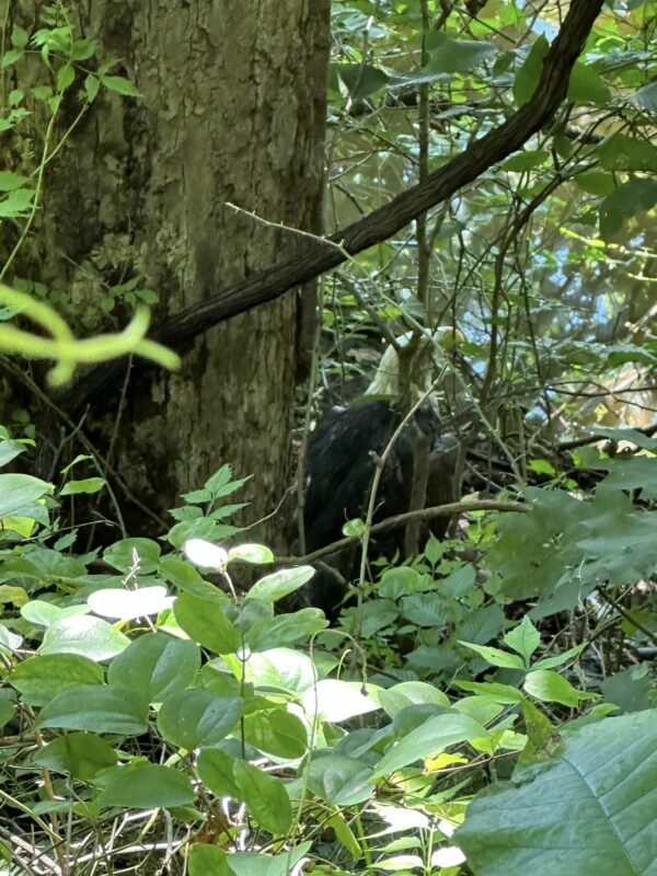 El descubrimiento inesperado de un kayakista en los juncos conduce a un rescate increíble-1