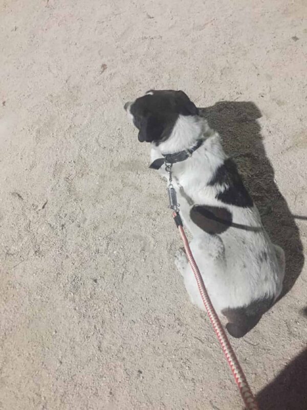 Lost and Found: The Unbelievable Tale of a Man and His Dog Reunited After Years-1