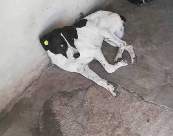 Lost and Found: The Unbelievable Tale of a Man and His Dog Reunited After Years-2