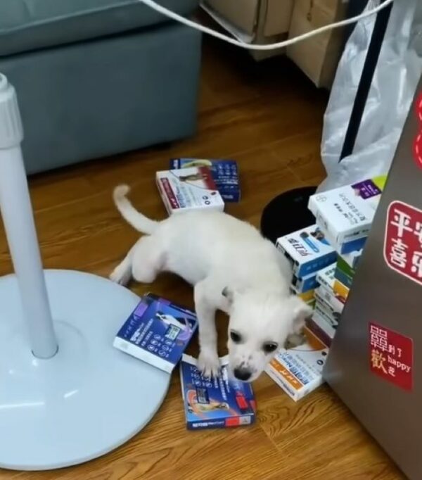 Man Discovers Ill Puppy Near Home: A Journey of Recovery and Hope-1