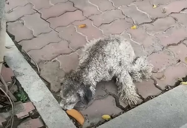 El encuentro inesperado de un hombre con un perro que lucha conduce a una transformación increíble-1