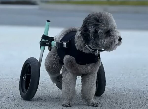 El encuentro inesperado de un hombre con un perro que lucha conduce a una transformación increíble-1
