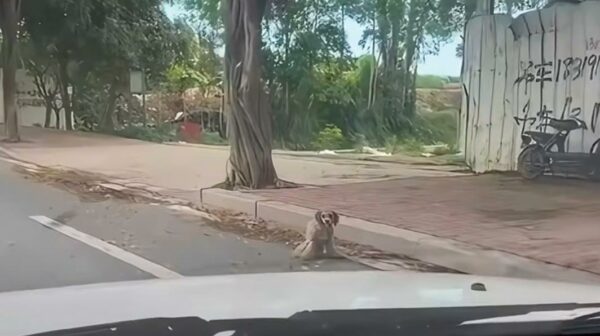 El encuentro inesperado de un hombre con un perro que lucha conduce a una transformación increíble-1