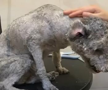 Man's Unlikely Encounter Leads to Life-Changing Transformation for Disabled Dog-1