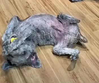 Man's Unlikely Encounter Leads to Life-Changing Transformation for Disabled Dog-1
