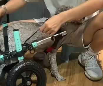 Man's Unlikely Encounter Leads to Life-Changing Transformation for Disabled Dog-1