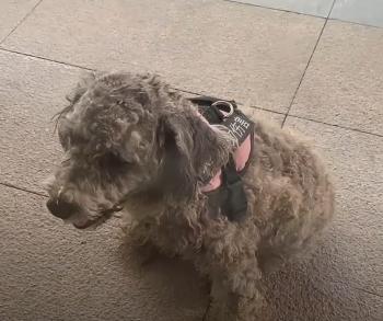 Man's Unlikely Encounter Leads to Life-Changing Transformation for Disabled Dog-1