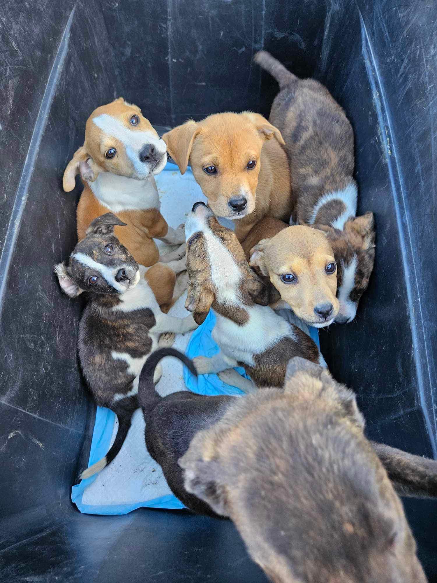 Miraculous Rescue: Hiker Discovers Abandoned Puppies in Remote Wilderness