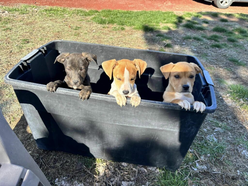 Miraculous Rescue: Hiker Discovers Abandoned Puppies in Remote Wilderness
