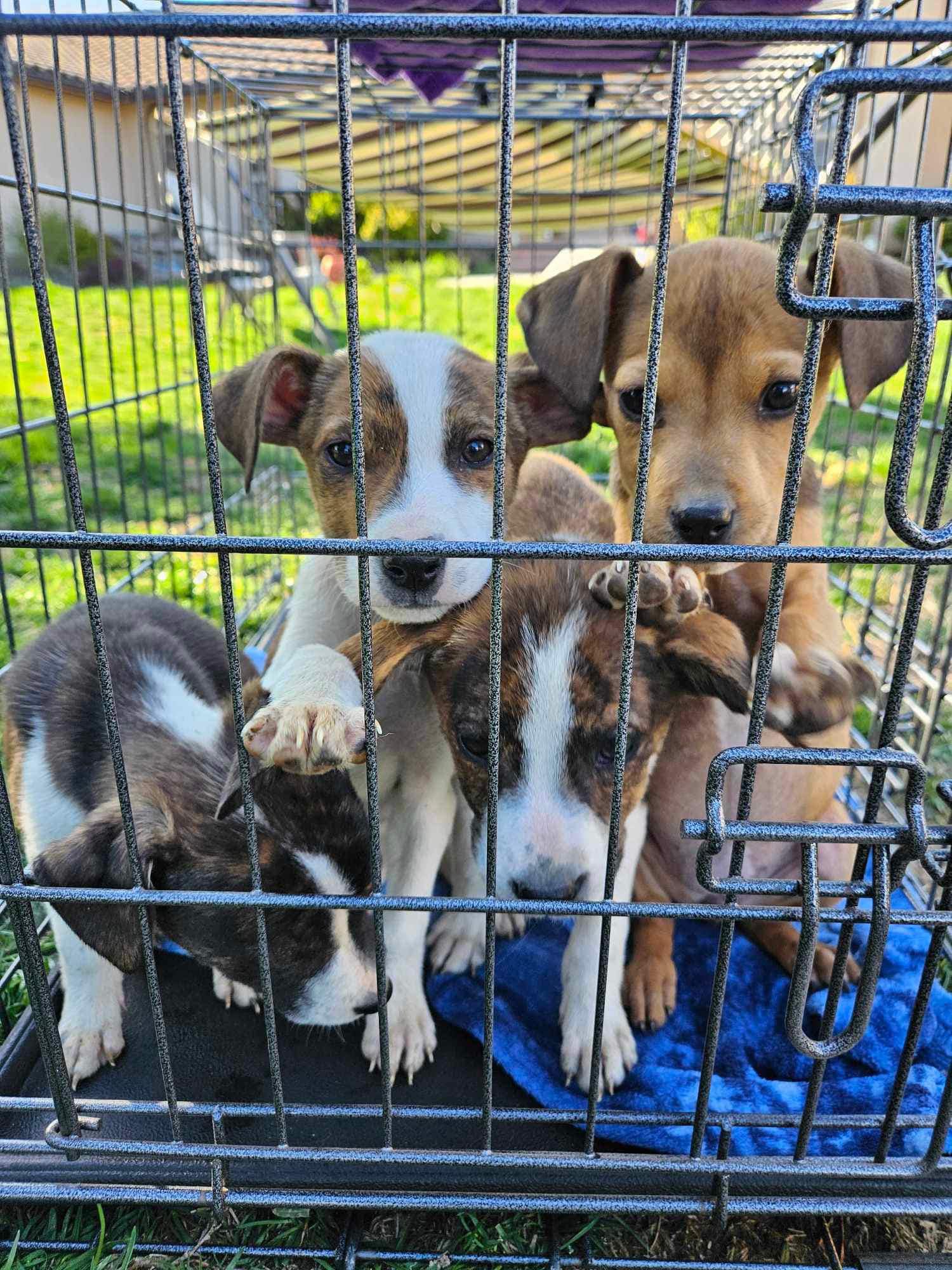 Miraculous Rescue: Hiker Discovers Abandoned Puppies in Remote Wilderness