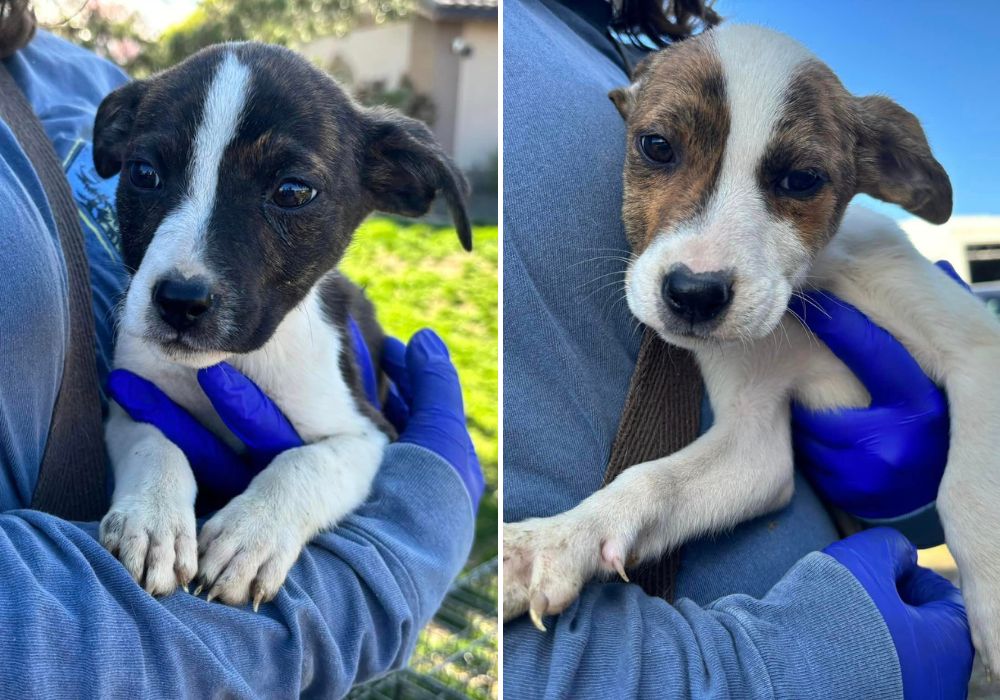Miraculous Rescue: Hiker Discovers Abandoned Puppies in Remote Wilderness