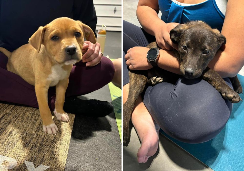 Miraculous Rescue: Hiker Discovers Abandoned Puppies in Remote Wilderness