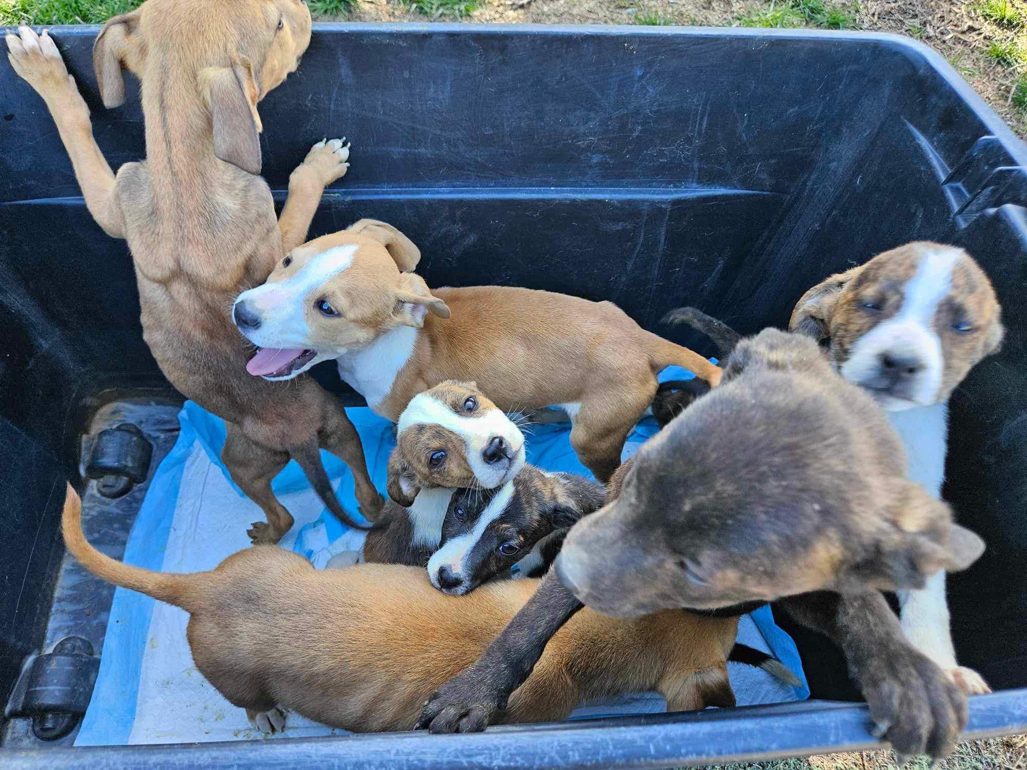 Miraculous Rescue: Hiker Discovers Abandoned Puppies in Remote Wilderness
