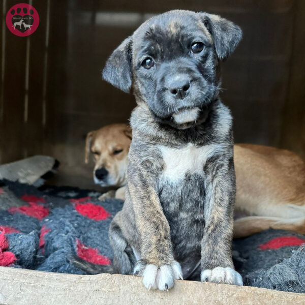 La lucha desesperada de la madre perra para salvar a sus cachorros de un pozo oscuro-5