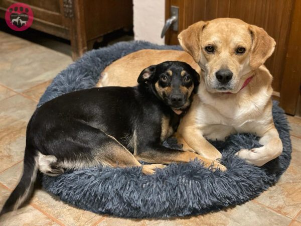 La lucha desesperada de la madre perra para salvar a sus cachorros de un pozo oscuro-6