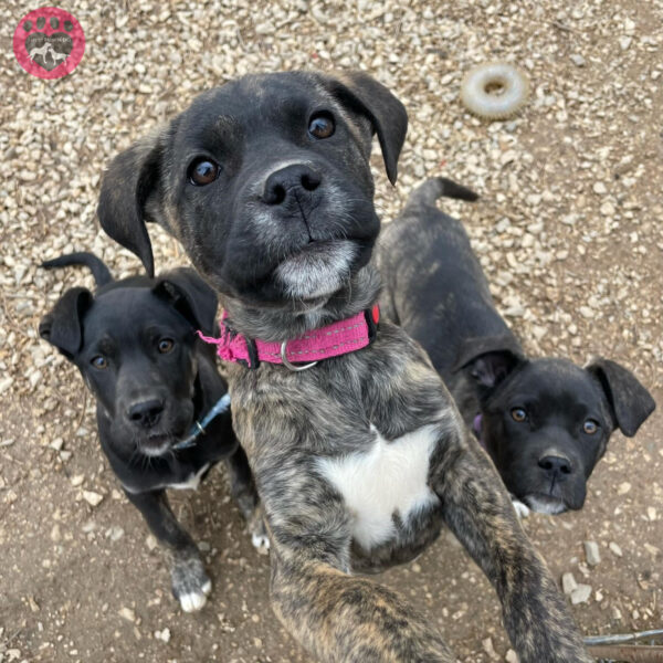 La lucha desesperada de una madre perra para salvar a sus cachorros de un pozo oscuro-7