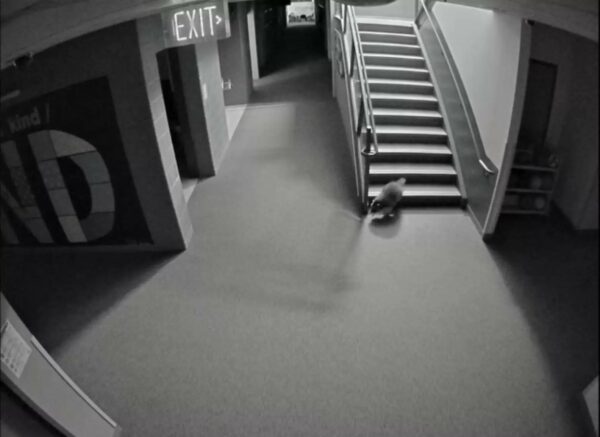 Mystery Creature Causes School Chaos, Students Rejoice-1