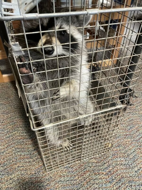 Mystery Creature Causes School Chaos, Students Rejoice-1