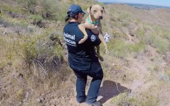 Los ojos ámbar de un perro misterioso condujeron a un milagroso rescate en la montaña-1