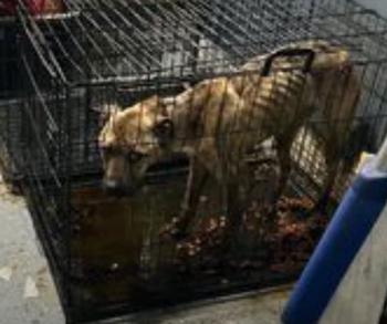 Officer in the Dock: The Striking Case of Alleged Animal Cruelty-1