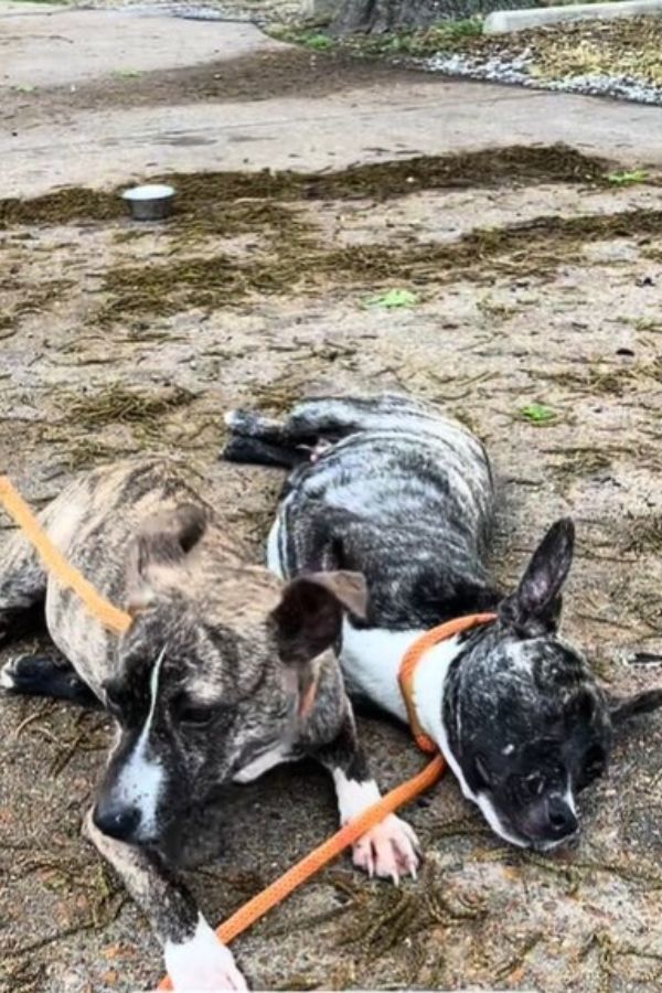 Puppies Left Alone on a Midnight Roadside: A Tale of Fear and Hope-1