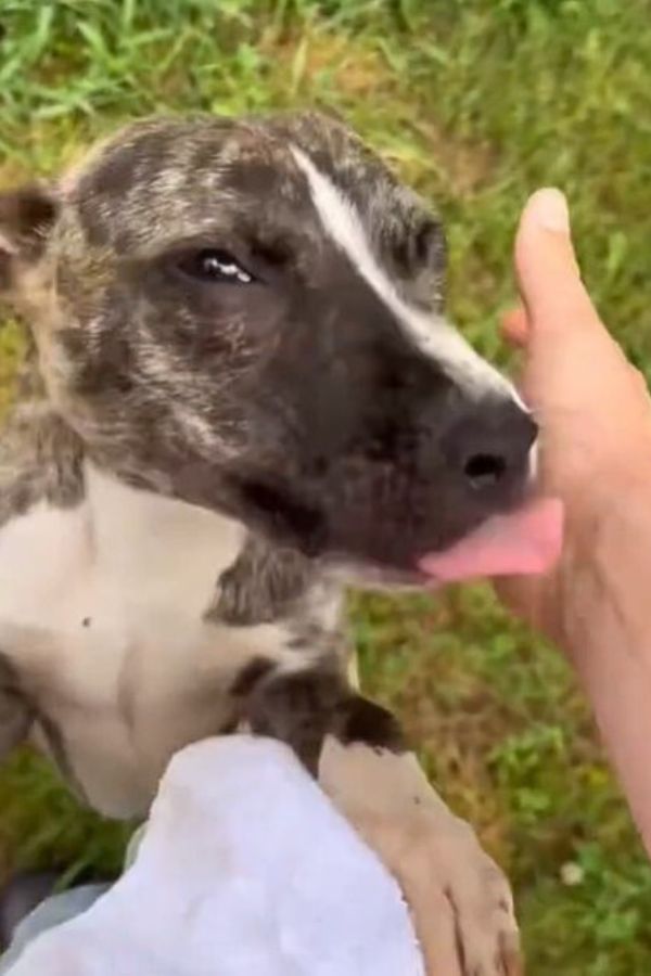 Puppies Left Alone on a Midnight Roadside: A Tale of Fear and Hope-1