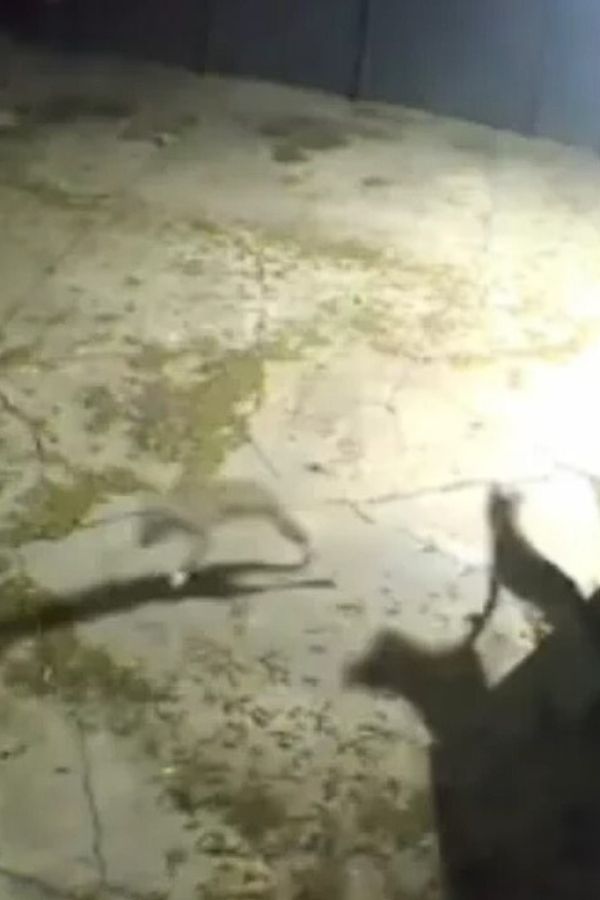 Puppies Left Alone on a Midnight Roadside: A Tale of Fear and Hope-1