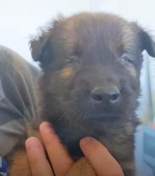 Puppy Overcomes Blindness and Changes Fate: An Emotional Turn of Events-1