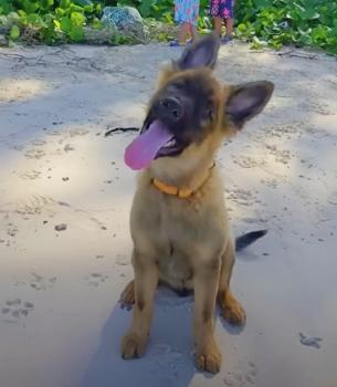 Puppy Overcomes Blindness and Changes Fate: An Emotional Turn of Events-3